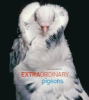 Extraordinary_pigeons